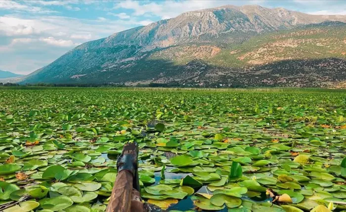 Water lilies on Isikli Lake, Civril, Denizli