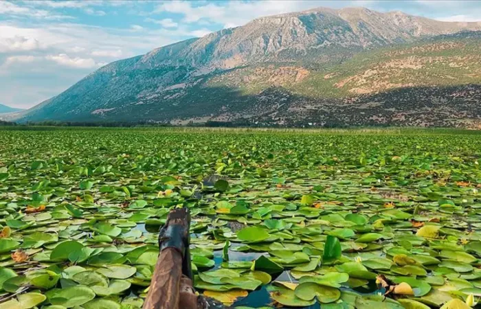 Water lilies on Isikli Lake, Civril, Denizli